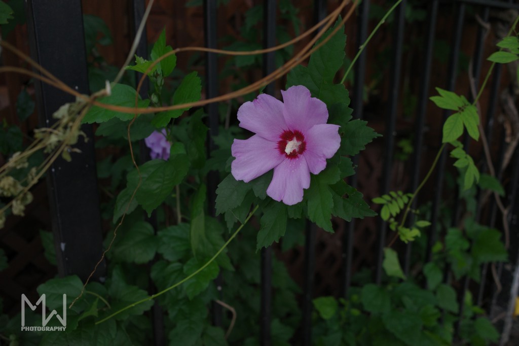 alternative purple flower from medium distance growing on a vine on an iron fence