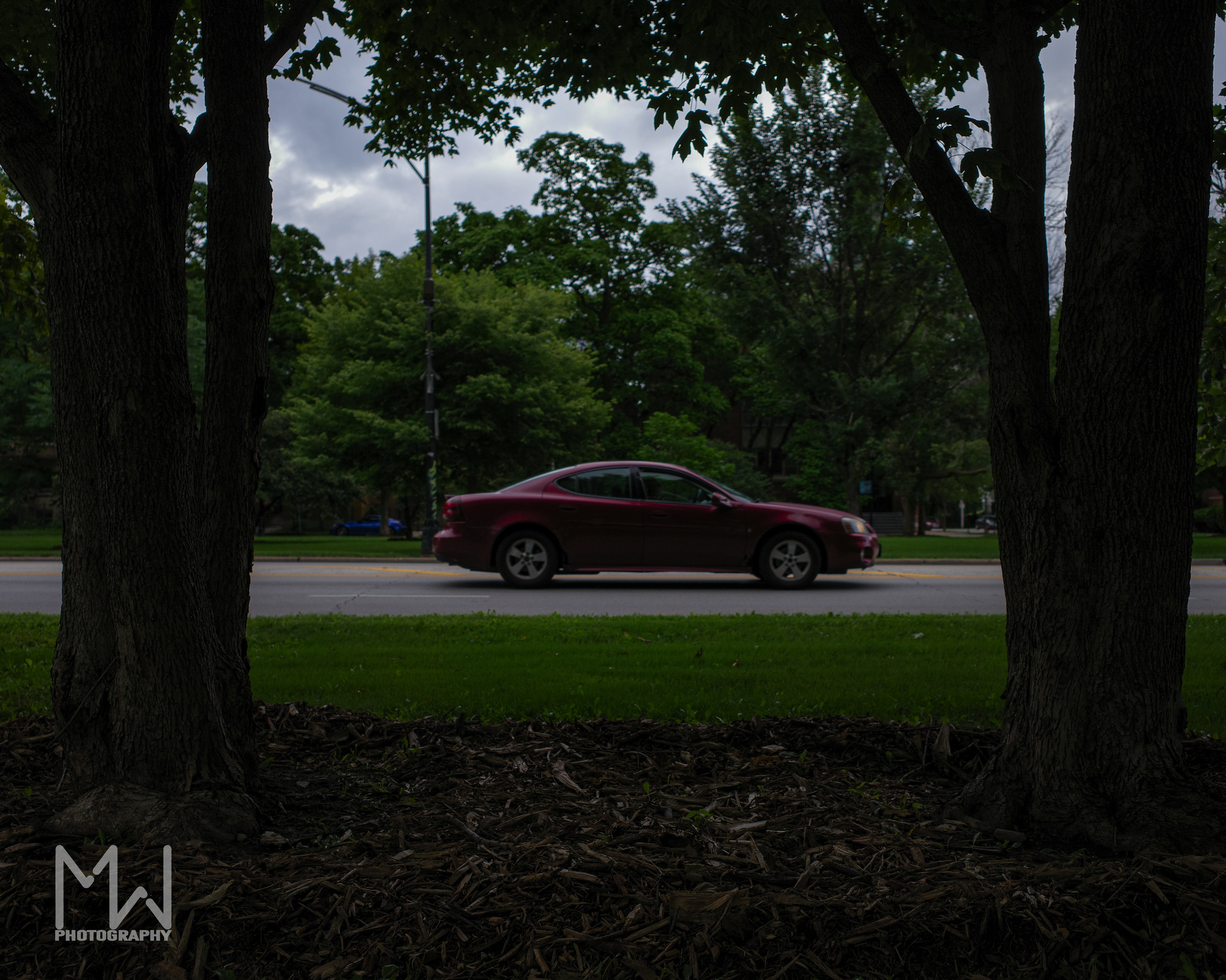 A photo of a car driving in between two trees in the city with greenery in the background