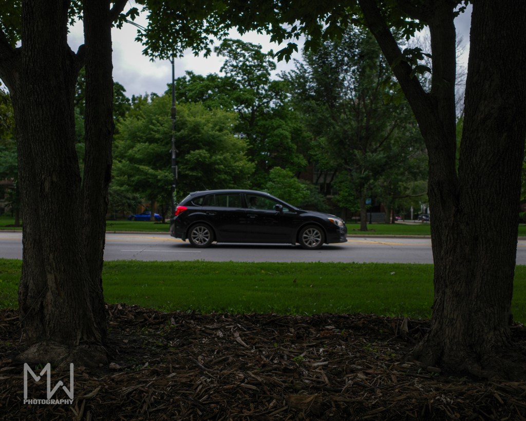 A photo of a car driving in between two trees in the city with greenery in the background