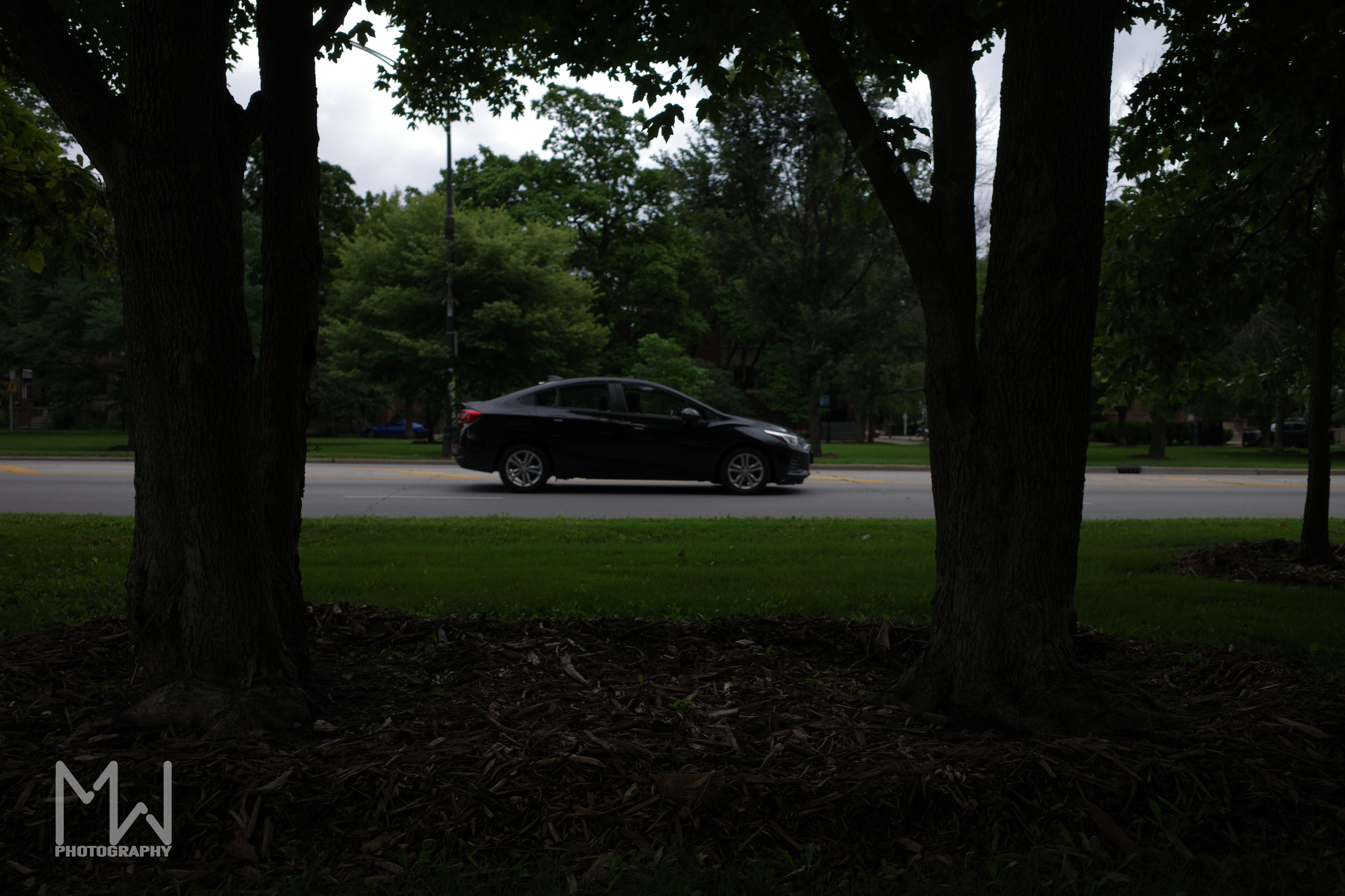 A photo of a car driving in between two trees in the city with greenery in the background