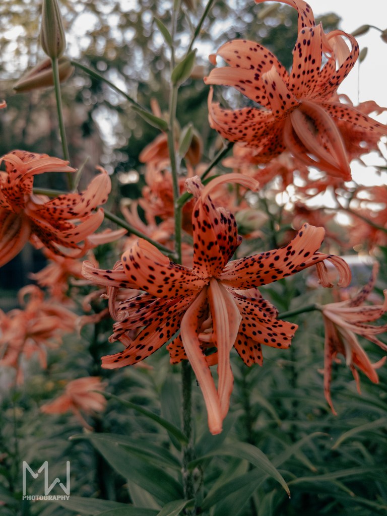 2nd Tiger Lilly Shot with similar dark and retro aesthetic but slightly darker