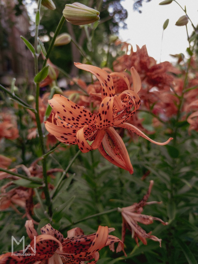 1st Tiger Lilly Shot with a retro or heritage aesthetic 